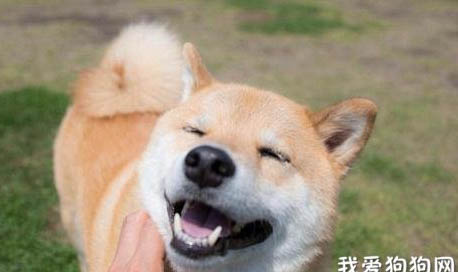 日本柴犬没精神不吃东西怎么办