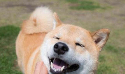 日本柴犬多大可以断奶