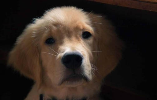 狗狗感染狂犬病的表现