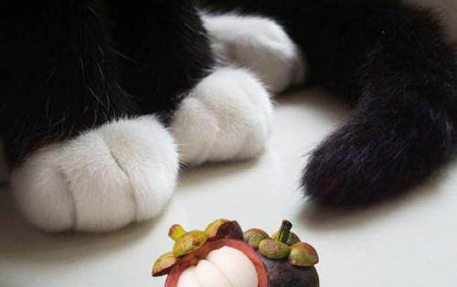 猫用牙齿轻轻咬我