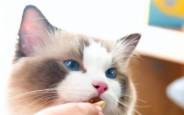 猫咪喝醋会死吗?