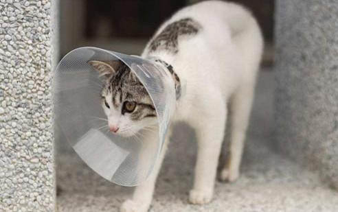 小猫送走之后怎么安抚母猫