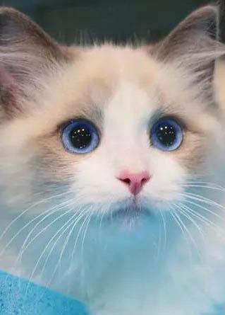 猫咪益生菌哪个牌子好