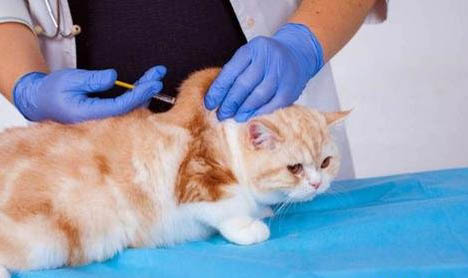 猫疱疹病毒是猫鼻支吗