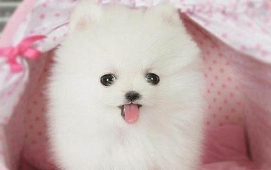 饲养幼犬都有哪些需要注意的