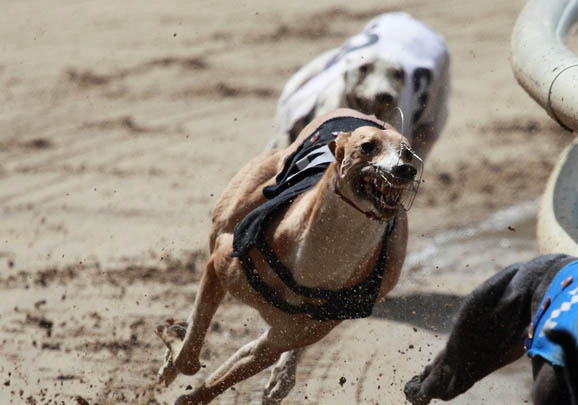 灵缇犬幼犬多少钱一只