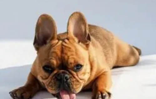 可爱小型犬有哪些品种