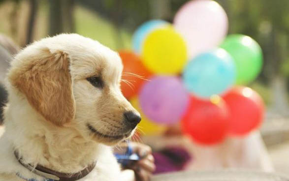 狗狗有狂犬病毒会有什么症状