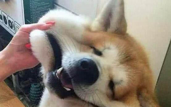 两个月的小狗一天喂几次狗粮合适