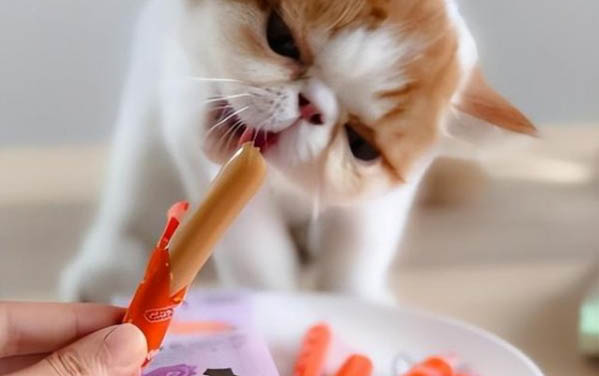 如何给猫接生