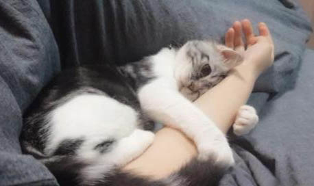 猫咪的智商相当于几岁的孩子
