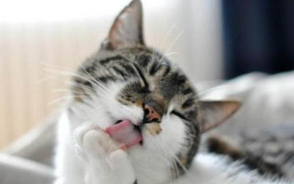 关于猫咪需要磨牙?