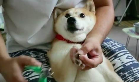 六个方法把狗梳理干净