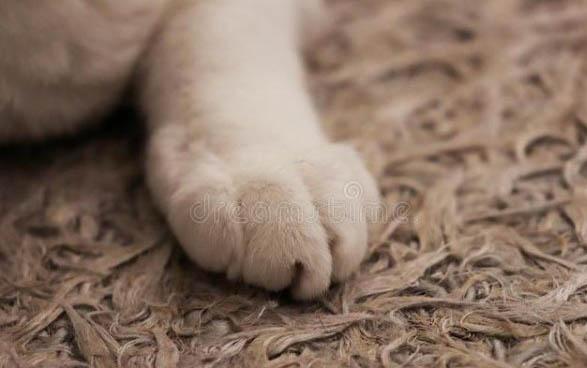 小猫睡觉肚子起伏太快正常吗