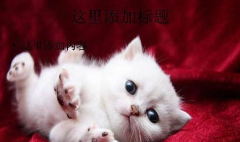 猫咪流了分泌物之后多久会生