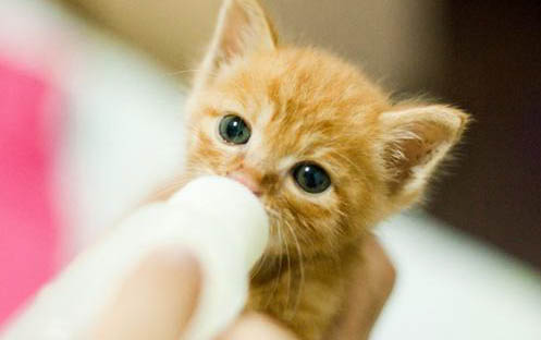 小猫一天喂几次
