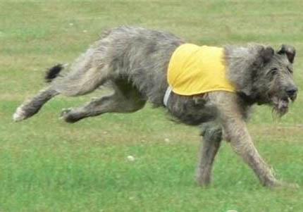 爱尔兰猎狼犬太瘦的原因及处理方法