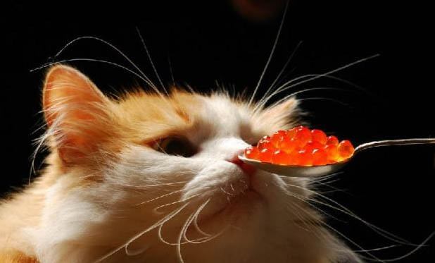 猫咪不能吃哪些食物？