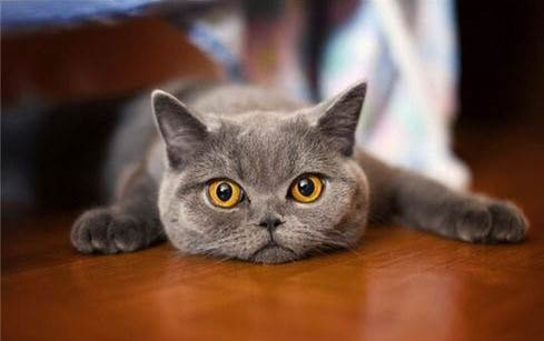 猫拉屎不埋什么原因引起的