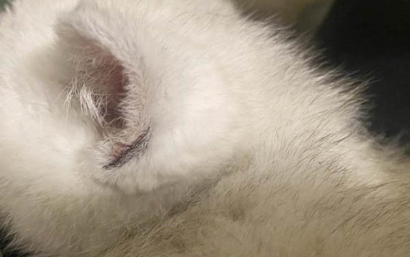 小猫眼睛睁不开有分泌物怎么办