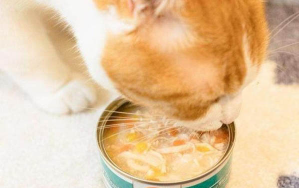 猫咪外伤感染化脓用什么药最好