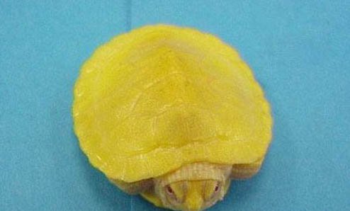 巴西龟能长多大多重