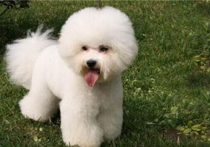 比熊犬与泰迪哪个好养
