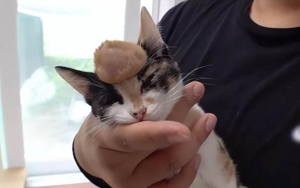 请问猫咪呕吐的原因及处理方法?
