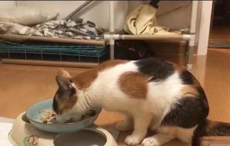 猫眼睛有白膜遮住眼球怎么处理猫咪眼球