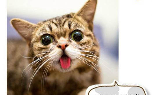 猫咪可以吃粽子吗?