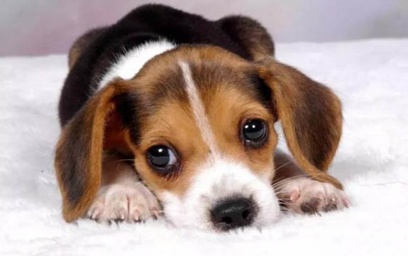 马犬胸口有白毛纯不纯