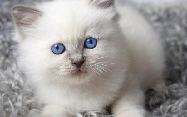 小猫胡须都断了咋回事