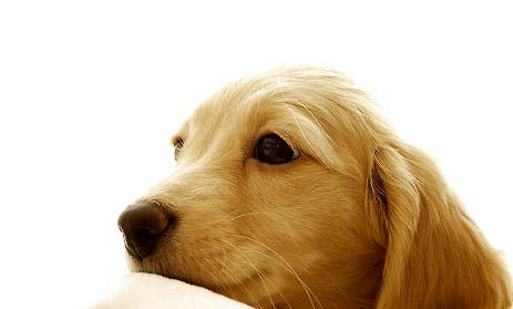 母狗狗生理期尿频的原因及处理方法
