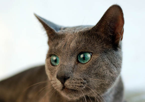 俄罗斯蓝猫只尿不拉的原因及处理方法