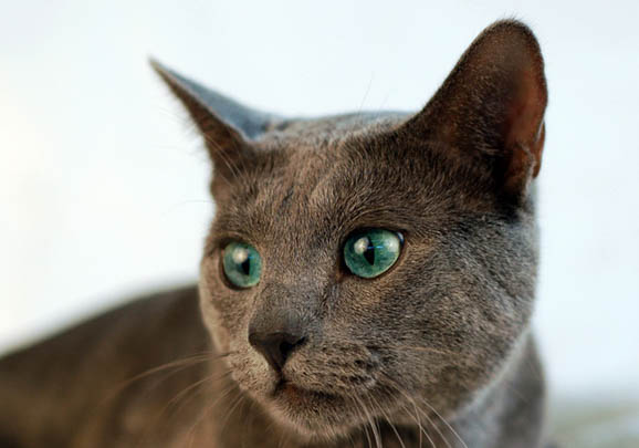 俄罗斯蓝猫连续打喷嚏
