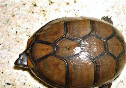 红面蛋龟深水养会淹死么？