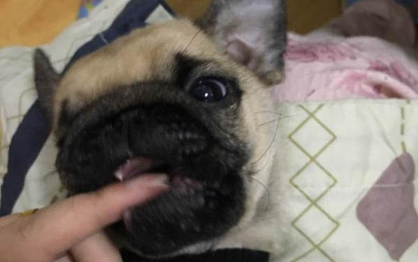 巴哥犬受凉的症状有哪些