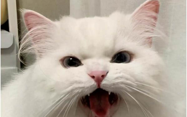 猫咪益生菌怎么使用