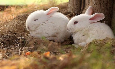 兔子的种类都有哪些