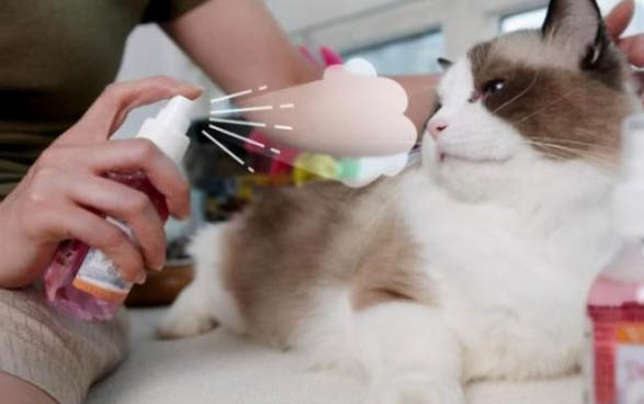 猫发烧会自己退烧吗