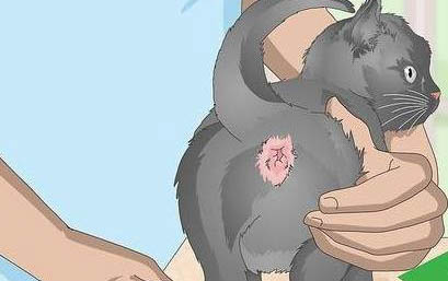 猫癣多久能好啊