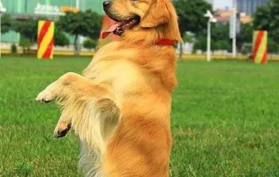 不是纯种金毛幼犬特征