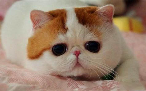 这是我见过世界上最大的猫
