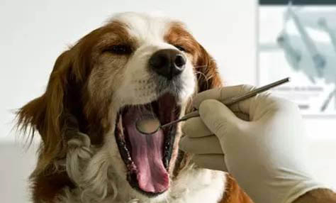 狗狗趾间炎的原因及症状有哪些