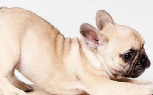 斗牛犬比赛看哪个好看