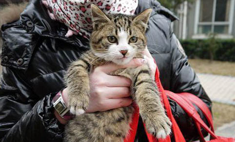 流浪猫怎么养成宠物猫