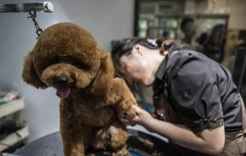 怎么给泰迪犬美容