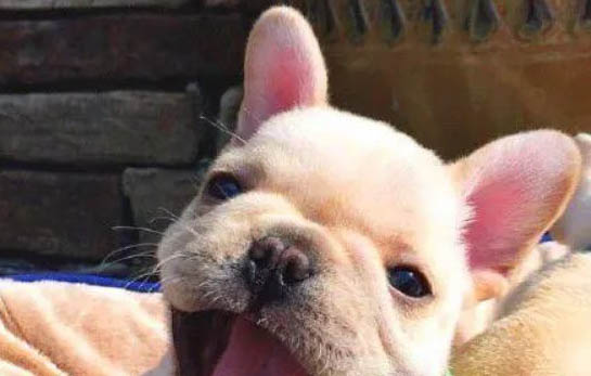 如何制止狗狗的乱叫