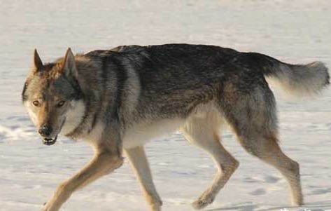 捷克狼犬饲养方法和注意事项