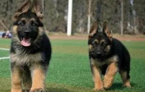 德牧犬的训练方法与技巧